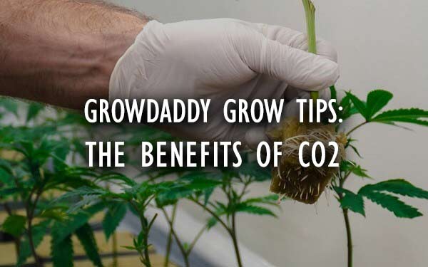 The Benefits of Adding CO2 To Your Grow Room