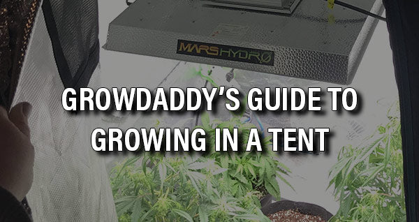 Grow Tent Cheat Sheet: The Perfect Setup for Growing Indoors
