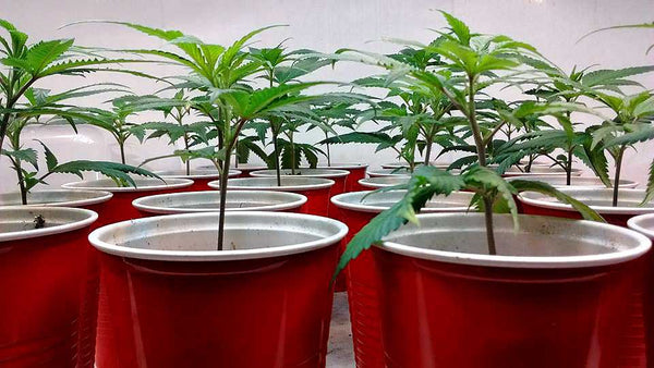 How to clone your plants
