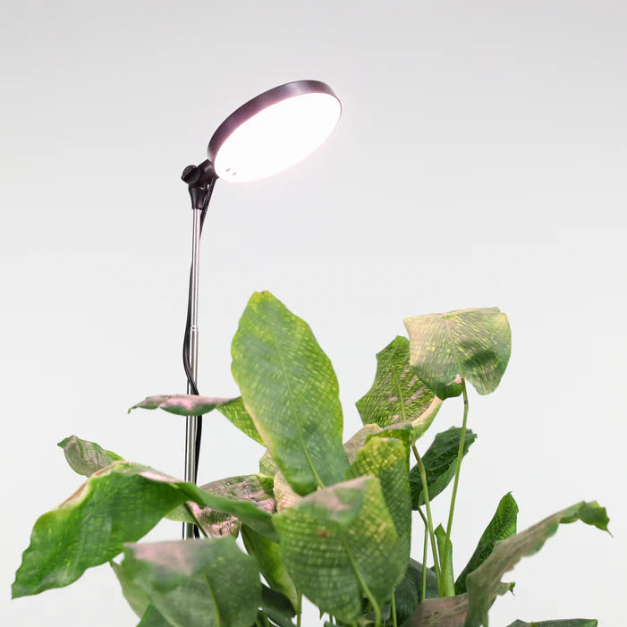 Mossify Black 28" Led Plant Light Adjustable Height - GrowDaddy