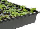 Jump Start AccelaROOT 50-Cell Insert with Tray and Starter Plugs - GrowDaddy