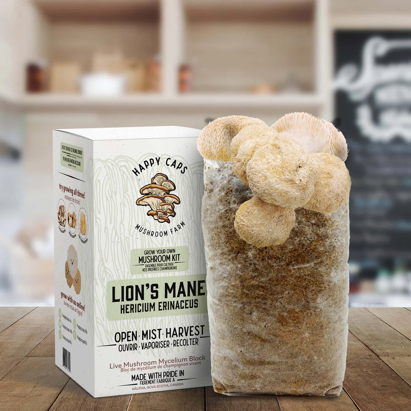 Lion's Mane Mushroom Kit - GrowDaddy