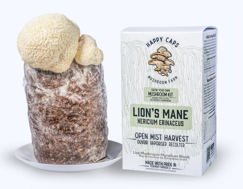 Lion's Mane Mushroom Kit - GrowDaddy