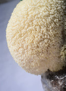Lion's Mane Mushroom Kit - GrowDaddy