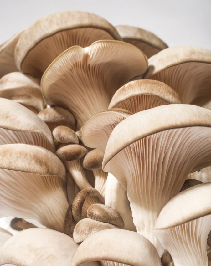 Oyster Mushroom Kit - GrowDaddy