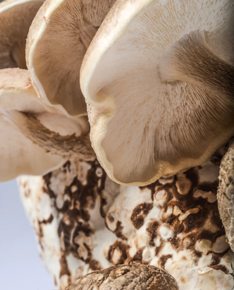 Shiitake Mushroom Kit - GrowDaddy