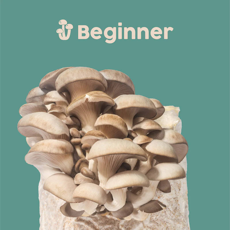 Oyster Mushroom Kit - GrowDaddy