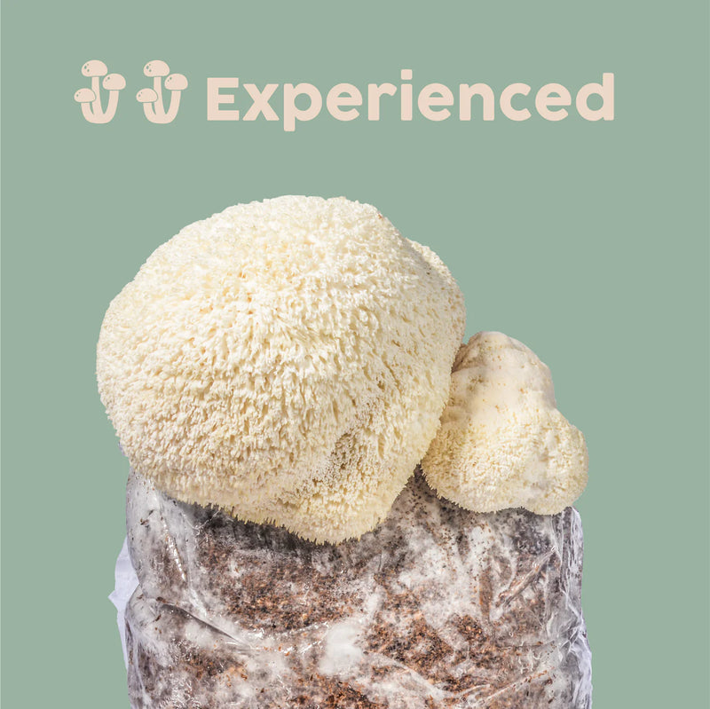 Lion's Mane Mushroom Kit - GrowDaddy