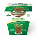 Booster™ Microgreen Broccoli: Microgreens in 14 Days - GrowDaddy