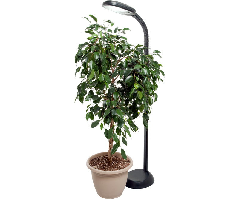 Agrobrite Standing Floor Plant Light - GrowDaddy